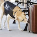 You’re Fired: Police Departments Weaning K9’s Off Marijuana